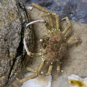 Portly Spider Crab (Libinia emarginata)
