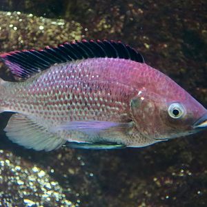 Singida Tilapia (Oreochromis esculentus)