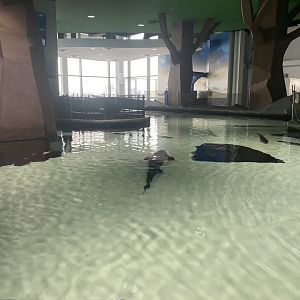 Unsalted Seas - Sturgeon Touch Tank