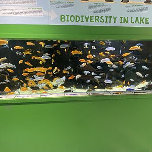 Unsalted Seas - Cichlids of Lake Malawi Tank