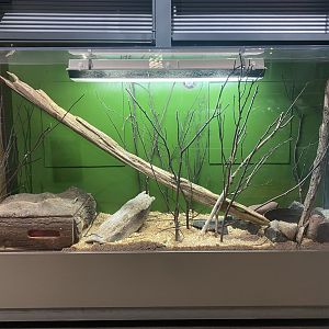 Freshwater Forest - Bullsnake Terrarium