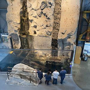 Otter Cove - North American River Otter Exhibit