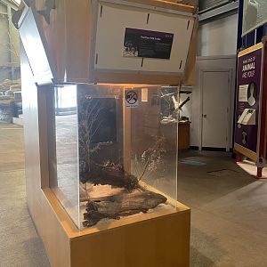 Critter Corner - Pueblan Milk Snake Terrarium