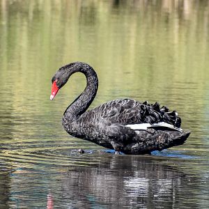 Black Swan