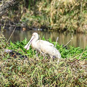 Yellow-billed Spoonbill