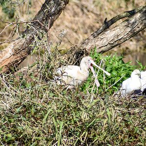 Yellow-billed Spoonbill