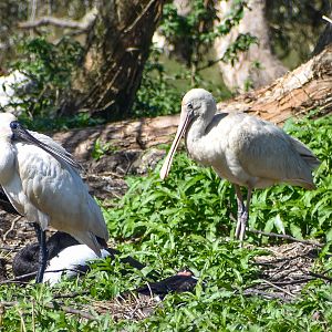 Two Species of Spoonbill: Royal and Yellow-billed Spoonbill