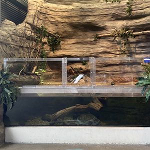 Wetlands - Common Snapping Turtle/Blanding’s Turtle Exhibit