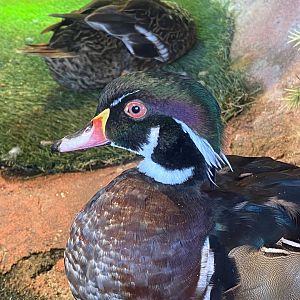 Male Wood Duck