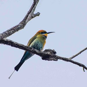 Rainbow Bee-eater
