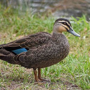 Pacific Black Duck
