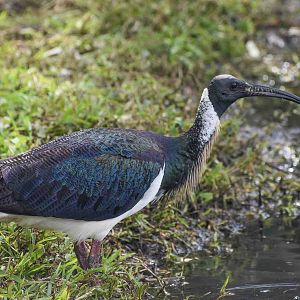 Straw-necked Ibis