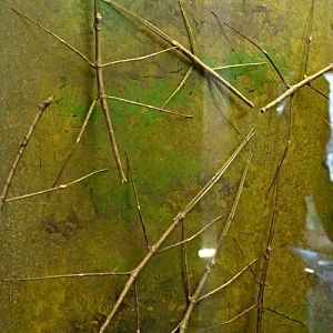 Stick insects for ID
