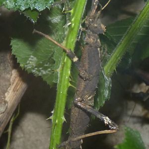 Stick insect for ID