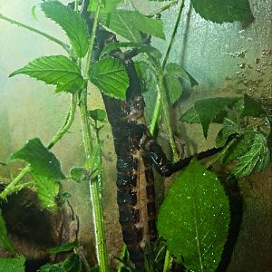 Stick insect for ID