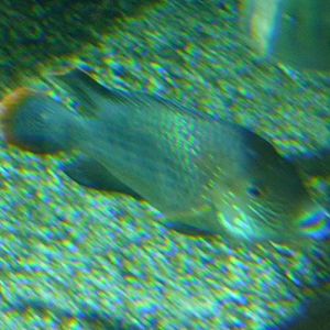 Cichlid ID