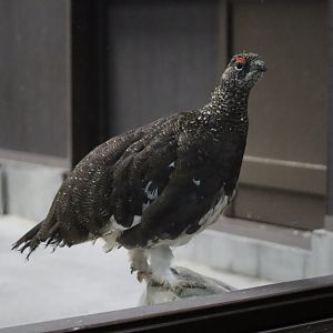 Japanese Grouse (Lagopus muta japonica)