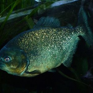 Piranha ID
