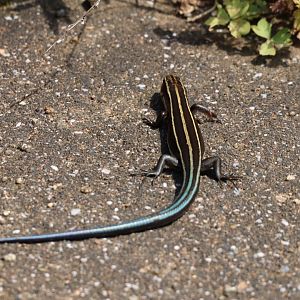 Plestiodon Japonicus