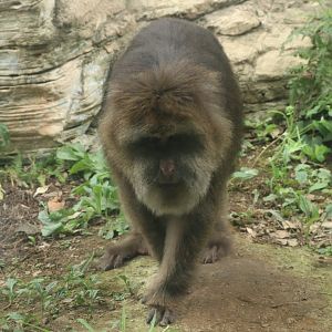 Central Asian Highlands - Tibetan Macaque