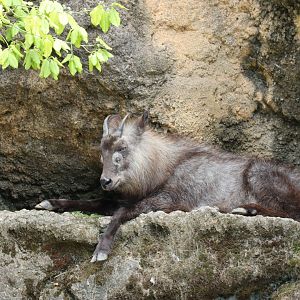 Japanese Serow (Shikoku population)