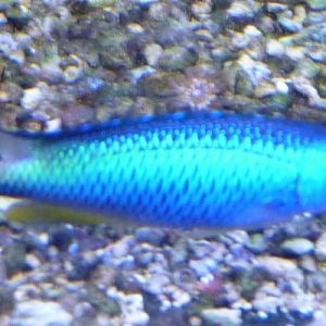 Damselfish ID