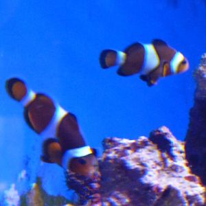 Ocellaris or percula?