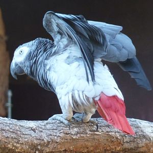 African grey parrot (Psittacus erithacus) stretching wings