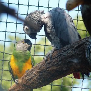 African parrots talk