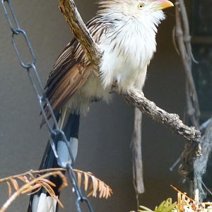 Guira cuckoo - unsigned