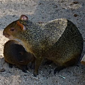 Red-rumped agouti milking offspring