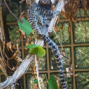 Common marmoset