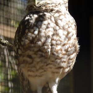 Burrowing owl