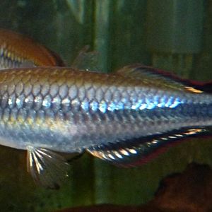 Madagascar rainbowfish, Bedotia geayi