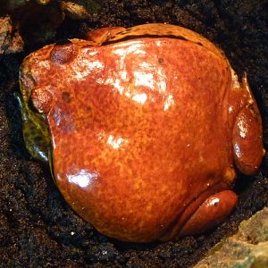 Sambava tomato frog, Dyscophus guineti