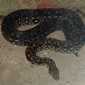 Madagascar ground boa, Boa madagascariensis