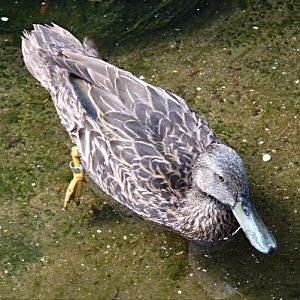 Meller's duck, Anas melleri