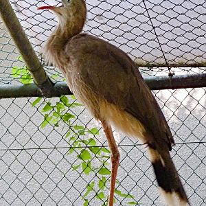 Red-legged seriema in territorial display