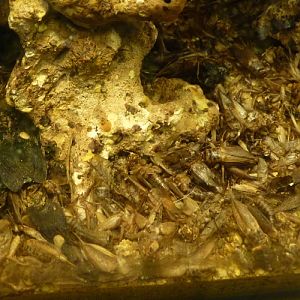 Months (maybe years?) of detritus accumulated in terrarium