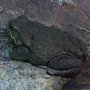 Cane toad (Bufo marinus)