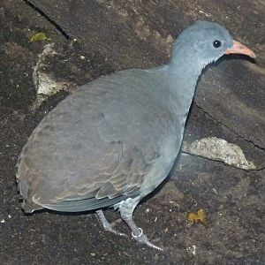 Tataupa tinamou (Crypturellus tataupa)