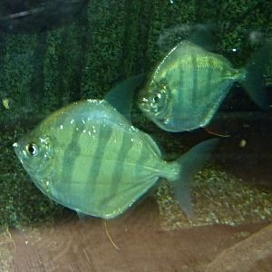 Metynnis fasciatus