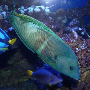 Clown coris (Coris aygula) "Late initial phase"