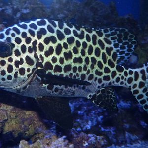 sweetlips, Plectorhinchus chaetodonoides