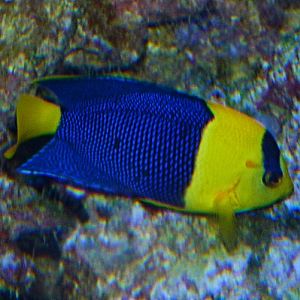angelfish, Centropyge bicolor