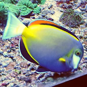 Japanese surgeonfish, Acanthurus japonicus