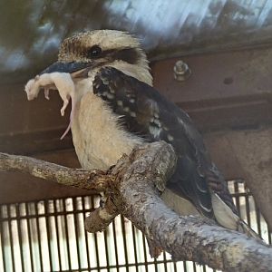 Kookaburra with prey