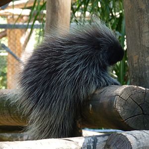 North American porcupine