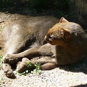Jaguarundi sunbathing