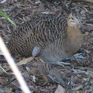 Red-winged tinamou with concealed sparrow